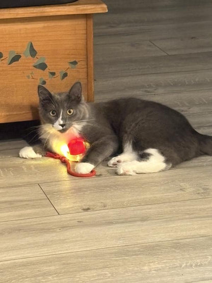 Cat Toy Chirp & Chase Motion Activated Cat Ball with LED Lights