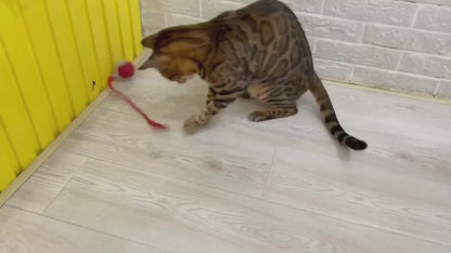 Cat Toy Chirp & Chase Motion Activated Cat Ball with LED Lights
